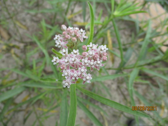 Narrowleaf bloom showing it's light pink colors