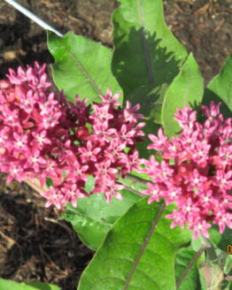 Purple Milkweed Blooms2