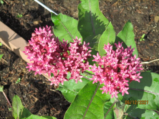 Purple Milkweed Blooms2