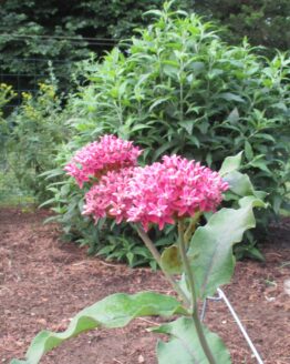 Purple Milkweed Bloom