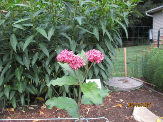 Purple Milkweed in Bloom