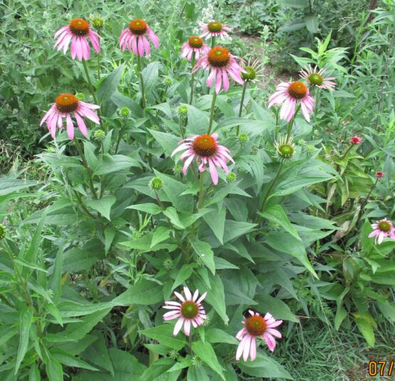 Purple Coneflower Plant