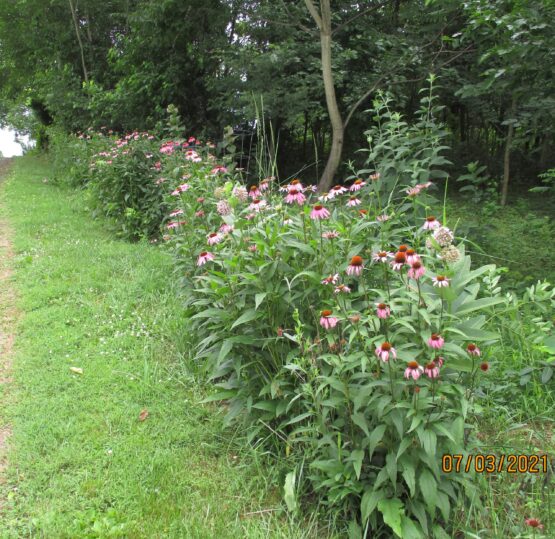 Row of Purple Coneflowers