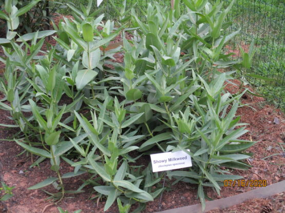 Showy Milkweed 5 months old