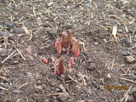 Showy Milkweed 2nd year sprouts