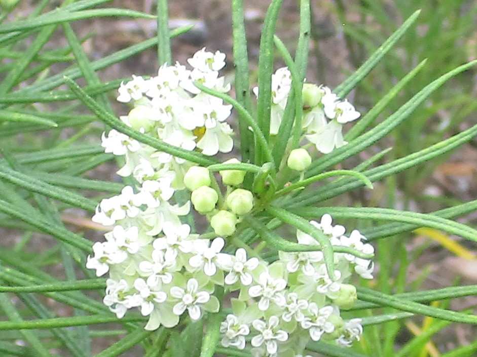 Whorled Milkweed Bloom