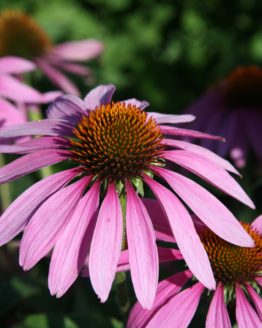 Purple Coneflower Bloom