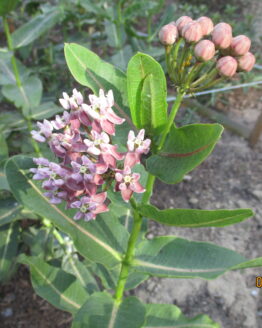 Prairie Milkweed Blooms