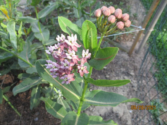 Prairie Milkweed Blooms