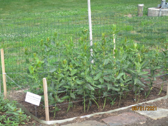 Prairie Milkweed Plants