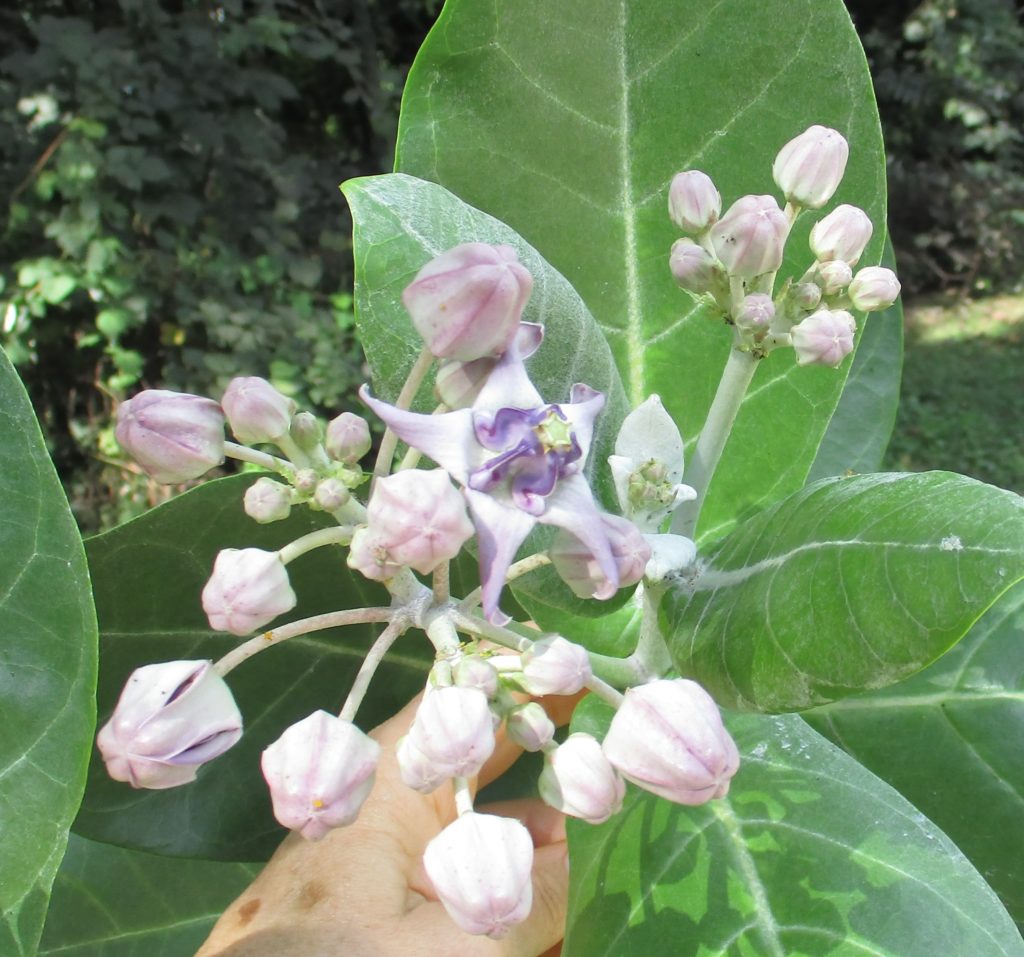 Gigantea blooms