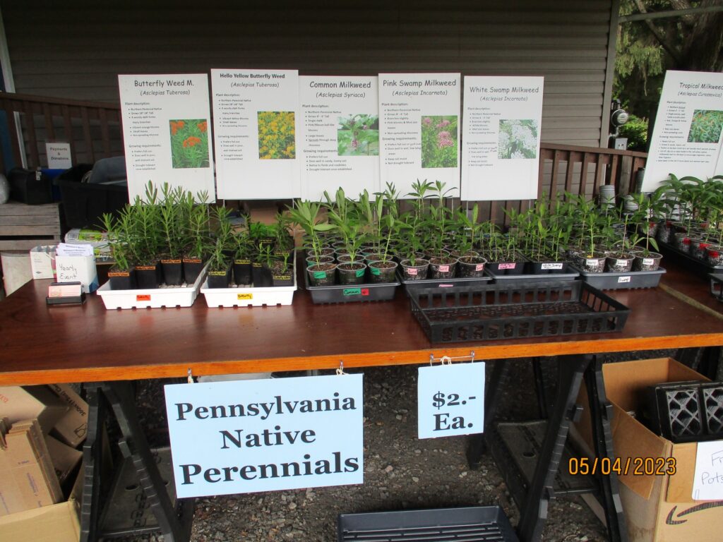 Milkweed Plants for sale at the Milkweed Market