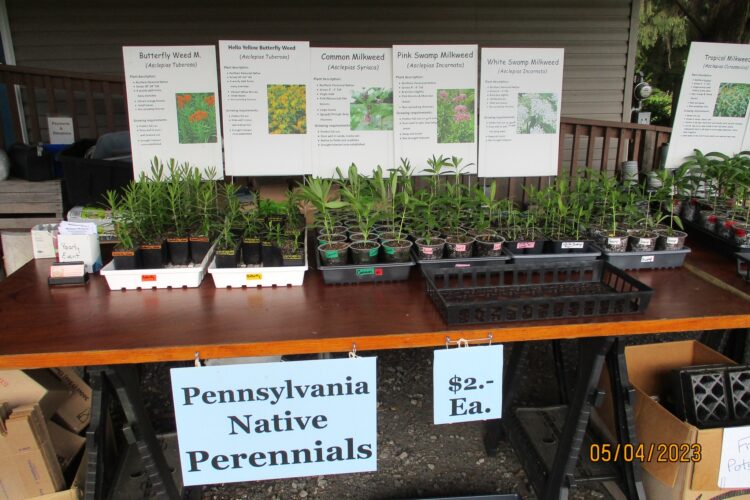 Milkweed Plants for sale at the Milkweed Market