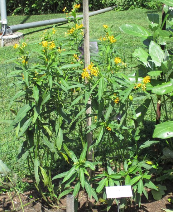 Gold Tropical Milkweed