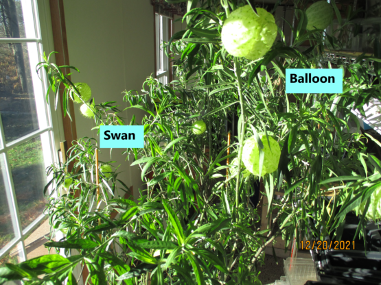 Balloon and Swan plants