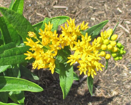 Yellow Butterfly Weed
