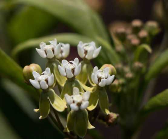 Caribbean Milkweed Bloom