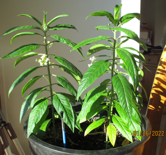 Caribbean Milkweed Plants