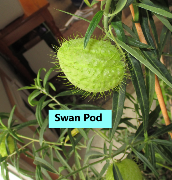 Swan pod