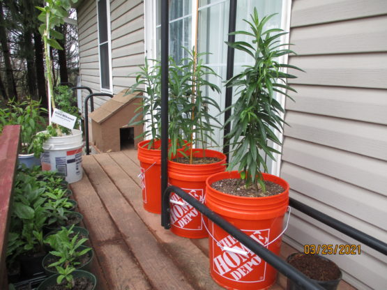 Balloon AKA Hairy Balls and Swan milkweed plants in 5 Gallon Buckets