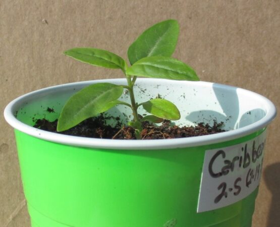 Caribbean Milkweed Seedling