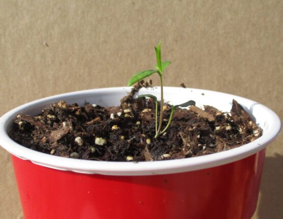 Redring Seedling