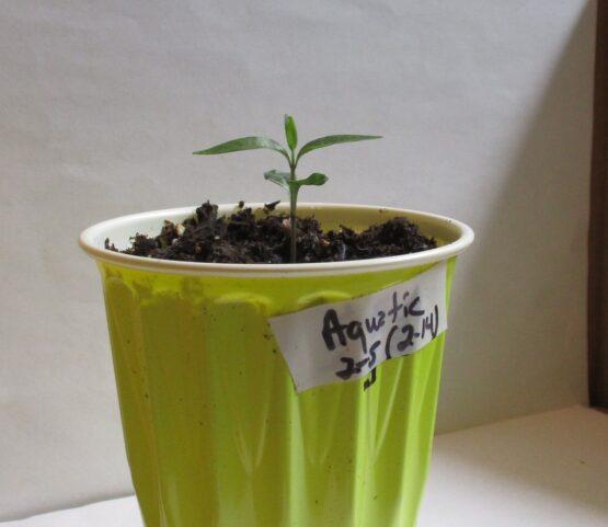 Aquatic seedling