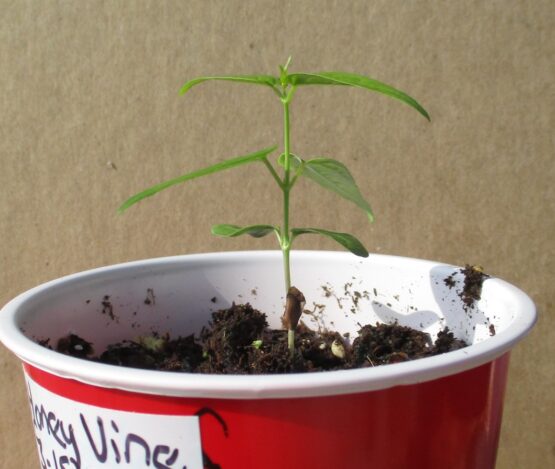 Honey Vine Seedling