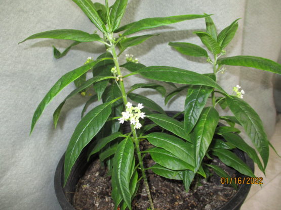 Caribbean Milkweed Seeds, Asclepias nivea - Image 3
