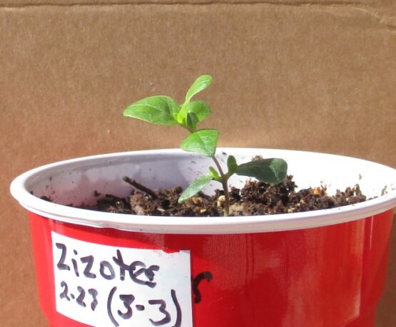 Zizotes Seedling