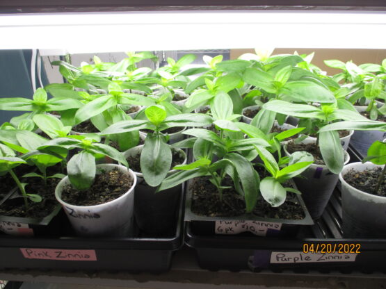 Pink Zinnia Plants