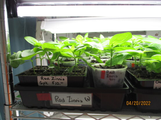 Red Zinnia Plants