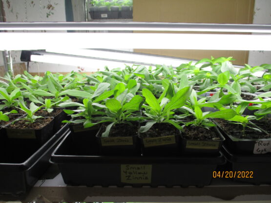 Yellow Zinnia plants