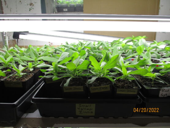 Yellow Zinnia plants