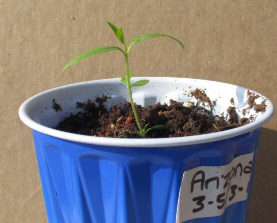 Arizona Seedling profile