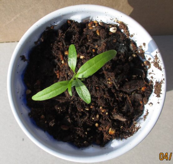 Arizona Seedling aerial view