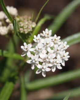 Arizona bloom