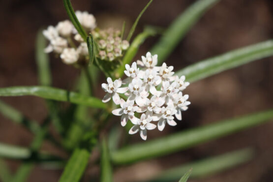 Arizona bloom