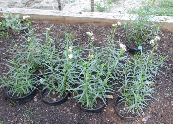 Arizona Milkweed Plants