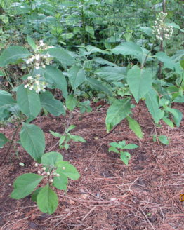 Poke Milkweed