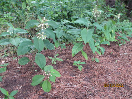 Poke Milkweed