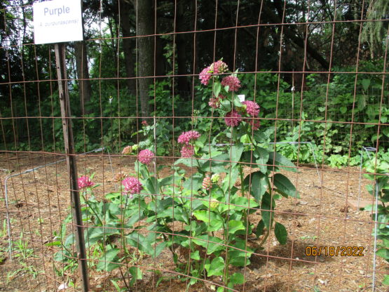 Purple Milkweed flowering