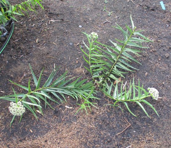 Antelope Horn Plant