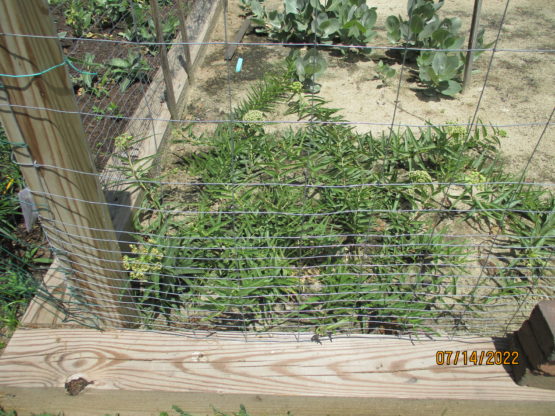 Antelope Horn Patch