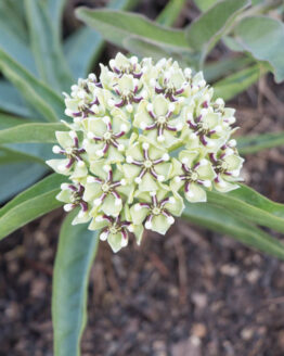 Antelope Horn Bloom