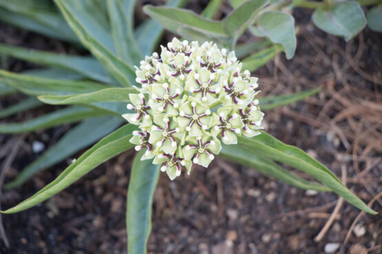 Antelope Horn Bloom