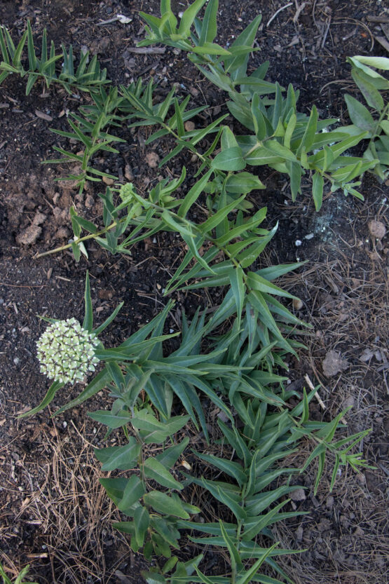 Antelope Horn Patch