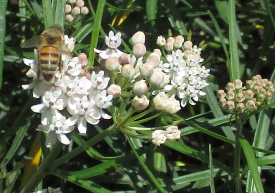 Arizona Bloom with bee