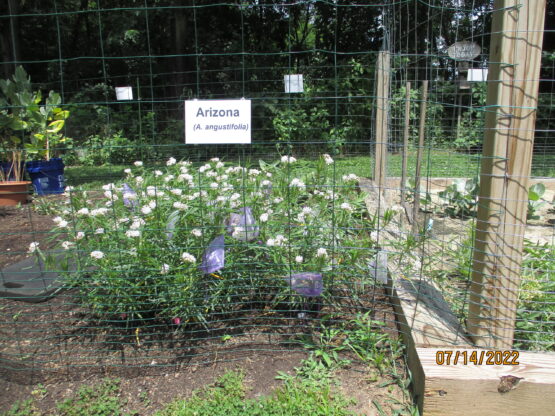 Arizona Milkweed patch