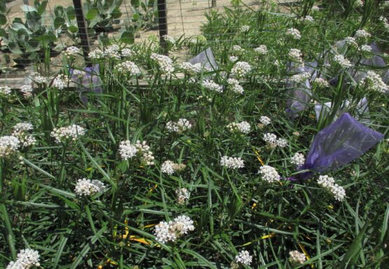 Arizona Milkweed patch